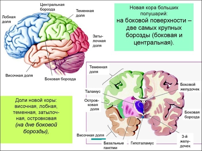 Die Großhirnrinde. Histologie des Gehirns, Funktionen, Struktur, was gebildet wird