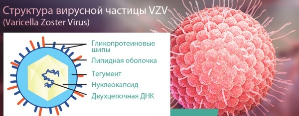 Vaccino contro la varicella Varilrix (Varilrix). Schema di vaccinazione, istruzioni per l'uso, prezzo