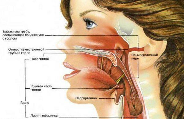Struktura części ustnej gardła