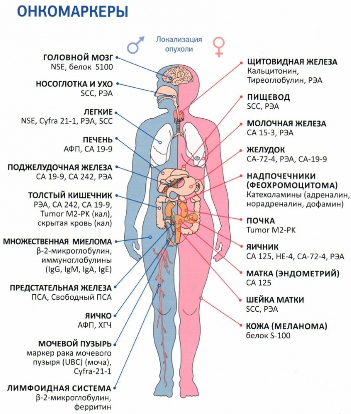 CA-125 tumor marker. The norm in women, what is it, how to pass, prepare, decryption