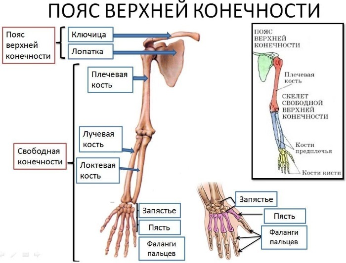 Upper limbs of a person. Anatomy: bones, muscles, joints, skeleton, structure, functions, table, divisions, features, diseases