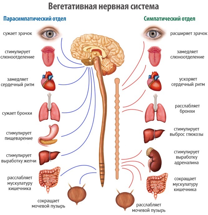 Vegetative dysfunction. What is it, symptoms, treatment of the nervous system, sinus node for hypertensive, mixed, vagotonic type