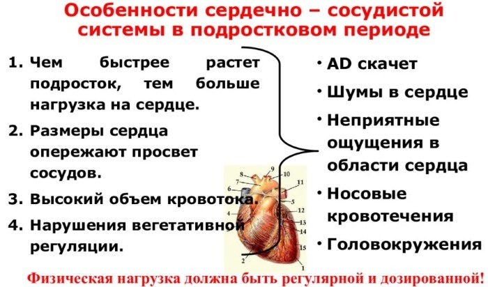 AFO CVS pada anak-anak (fitur anatomi dan fisiologis sistem kardiovaskular)