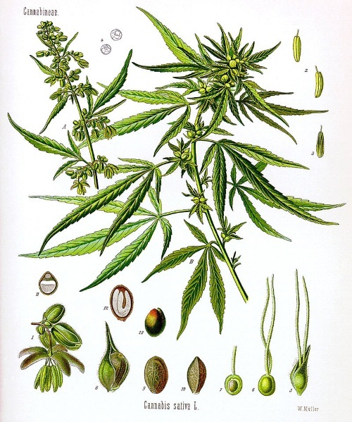 Cannabis (cannabis, marihuana). Fordele og skader, virkning på kroppen