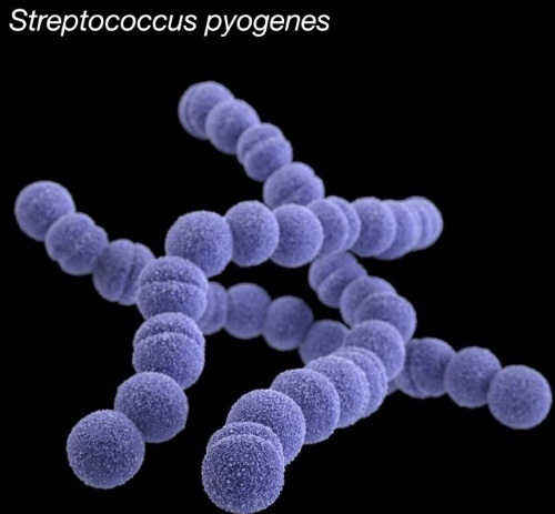 Streptokokų (streptococcus spp) tepinėlis moterims. Gydymas, norma