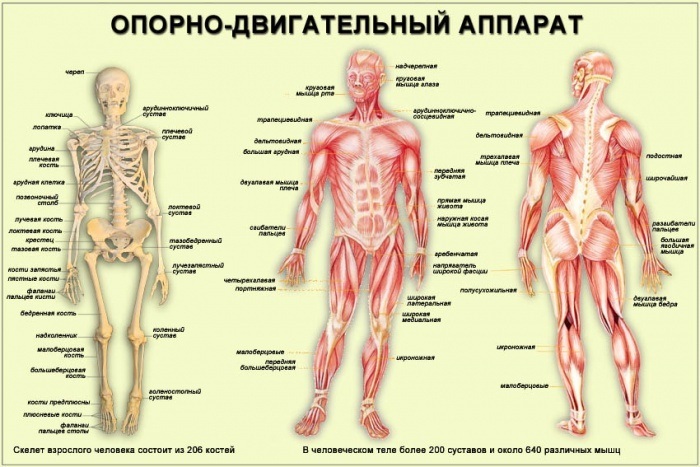 מערכת השרירים והשלד האנושית. פונקציות מערכת