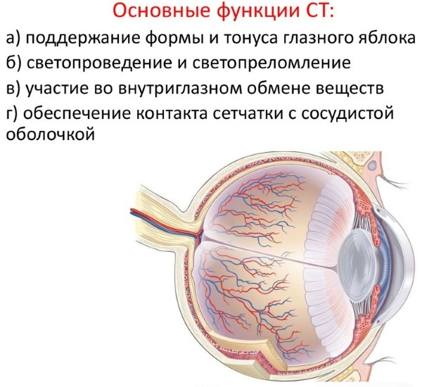 Øyeboll. Vokser den fra fødsel, struktur, anatomi