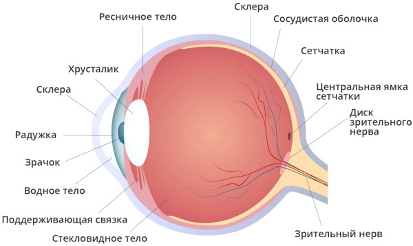 Globul ocular. Crește de la naștere, structură, anatomie