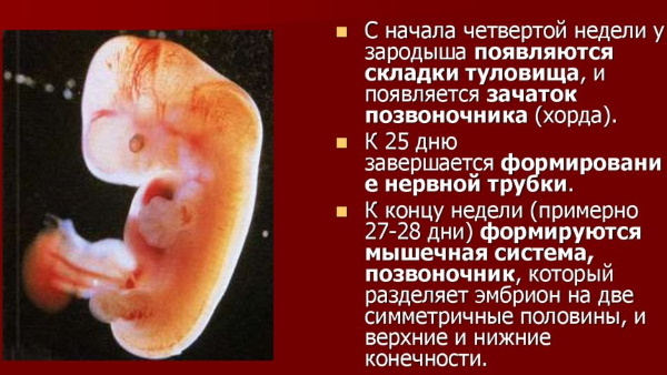 Žmogaus embriono vystymosi etapai per savaitę. Nuotrauka