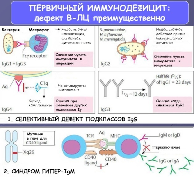 Primary immunodeficiency. What is it, symptoms, treatment, types: chronic granulomatous disease, Wiskott-Aldrich syndrome, agammaglobulinemia