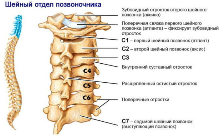 Seventh cervical vertebra. Where is located, photo, anatomy, structure