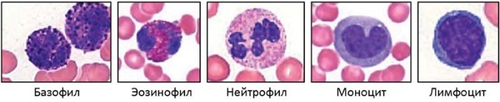 basophils in the blood are elevated, lowered the rate of women, adult, child age