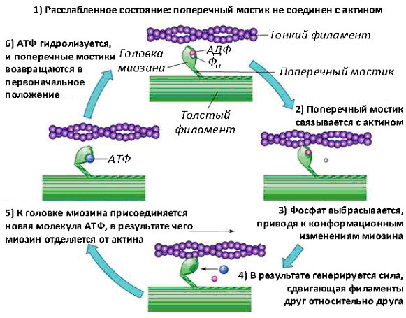 The mechanism of muscle contraction. Physiology, scheme