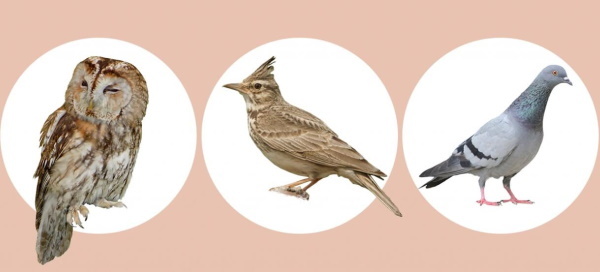 Lark, owl, dove. Types of people, how to define