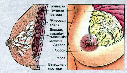 Bryststruktur