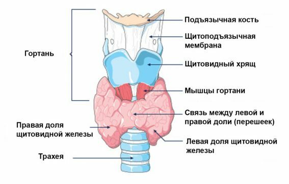 The structure of the thyroid gland