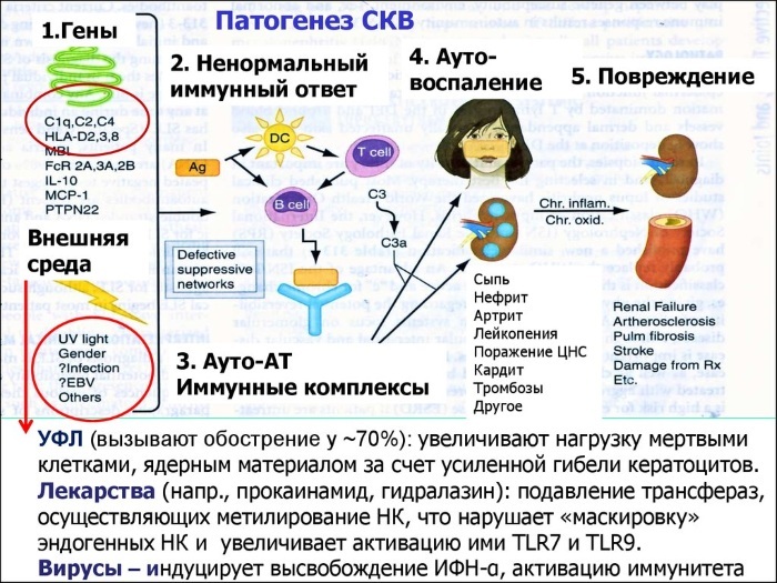 Lupus erythematosus. What is this disease, symptoms, causes. As transmitted, treatment