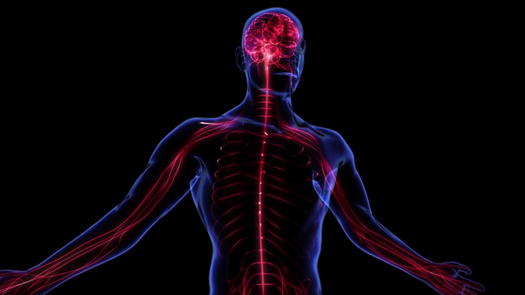 A strong nervous system is the key to good health