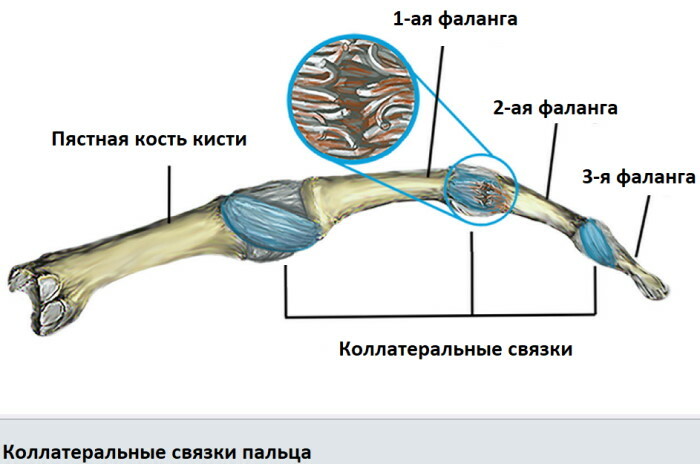 Žmogaus rankos anatomija: sausgyslės ir raiščiai, raumenys, nervai
