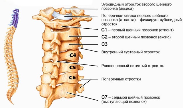 Numeración de las vértebras de la columna vertebral humana. Cuánto, diagrama, ubicación