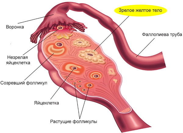 Razine regulacije menstrualnog ciklusa, hormoni. Shema, tablica