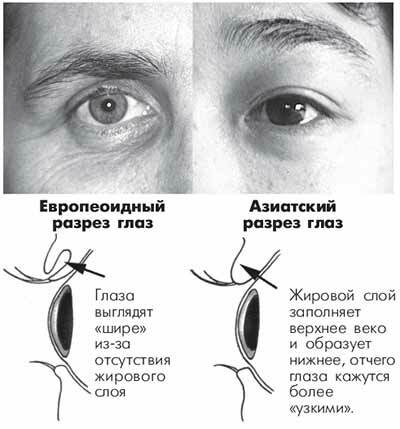 Human eye section: types, photos, nationality
