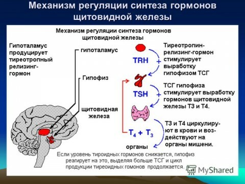 The mechanism of regulation of the synthesis of thyroid hormones