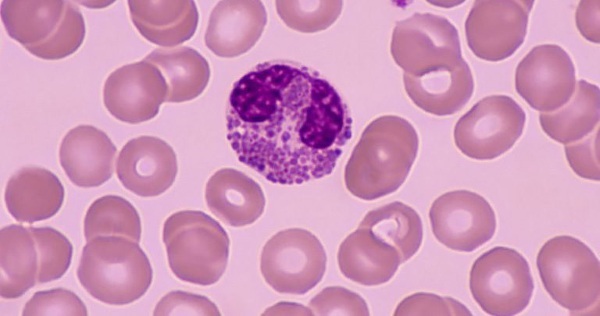 Eosinophils are lowered in a woman, an adult, a child. What does it mean, how to increase