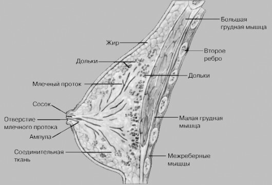 Structure of the breast