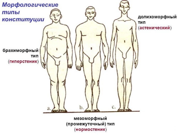 Kropstyper hos kvinder, mænd. Anatomi, objektive indikatorer, omkreds, dimensioner, proportioner, visuel vurdering, test
