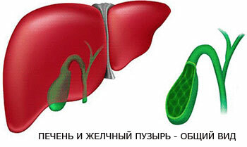 liver-and-gall-bladder