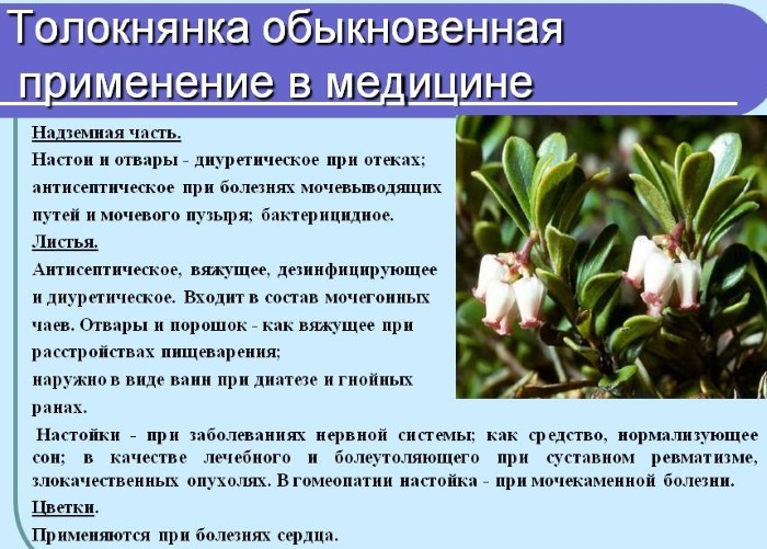 Bearberry. Medicinal properties, the use of recipes in traditional medicine. Contraindications