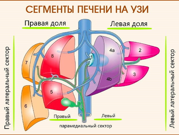 Leversegment vid ultraljud, CT, MR -sektioner. Schema, foto