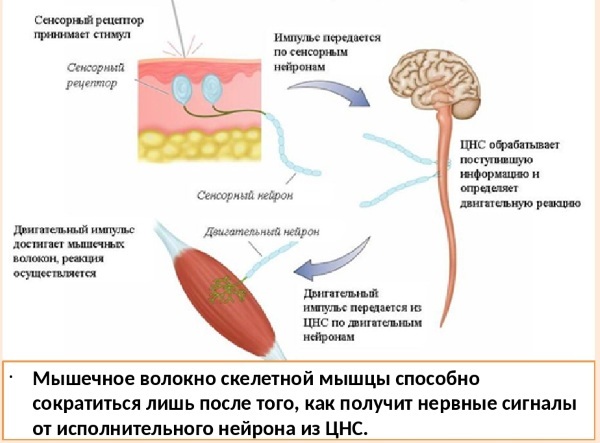 Neuromuskulaarsed haigused. Klassifikatsioon, etioloogia, neuroloogia, pärilik, krooniline. Sümptomid ja ravi lastel, täiskasvanutel