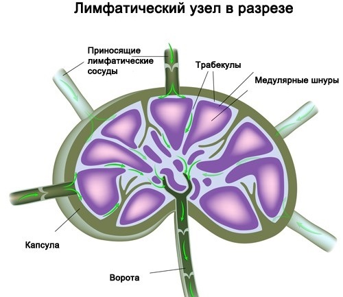 Human lymphatic system. Driving in pictures, functions, diseases, cleaning. Methods, tools, massage
