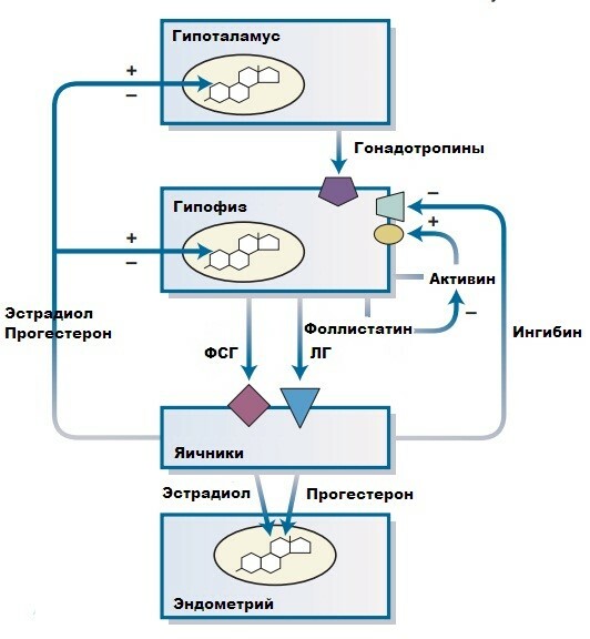 Gonadotropic hormones of the pituitary gland in women, men. Which ones