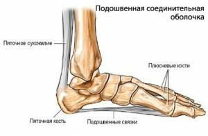 anatomy of the foot