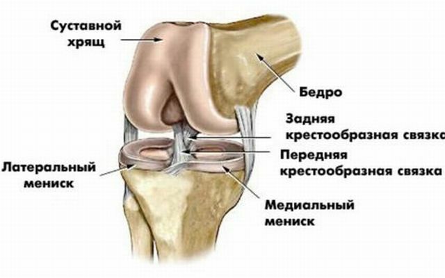 Anatomija koljena