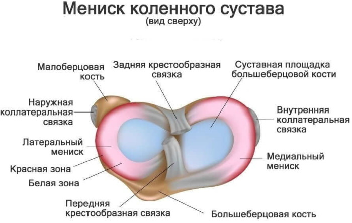 Patella meniscus. Treatment of joint damage. Folk remedies, ointments, pills, surgery