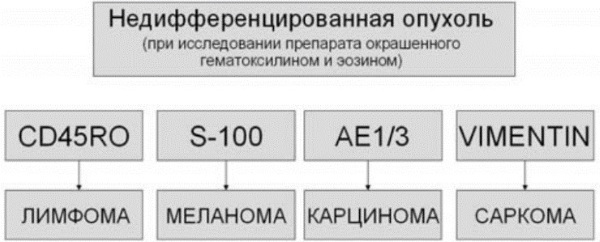 IHC research. What is it, how is it carried out, transcript