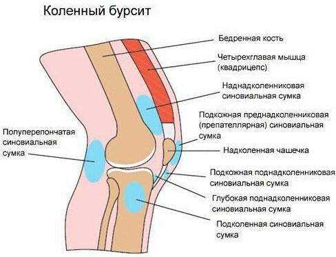 Pie de ganso de la articulación de la rodilla. ¿Qué es, anatomía, tratamiento?