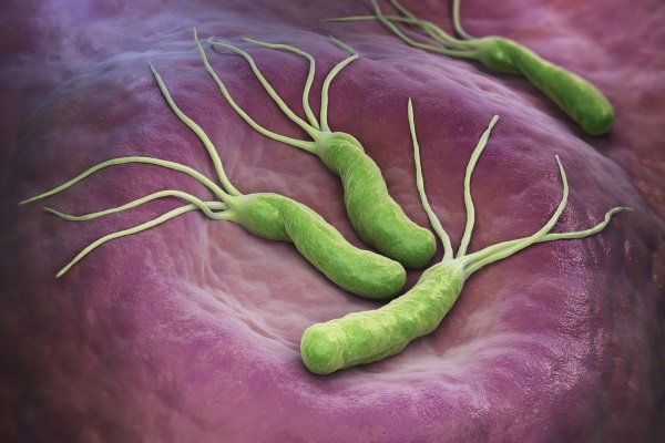Helicobacter pylori. Simptomai ir gydymas, liaudies gynimo priemonės, antibiotikai, žolės