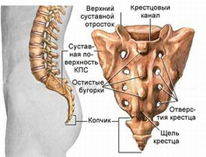 anatomie van het heiligbeen