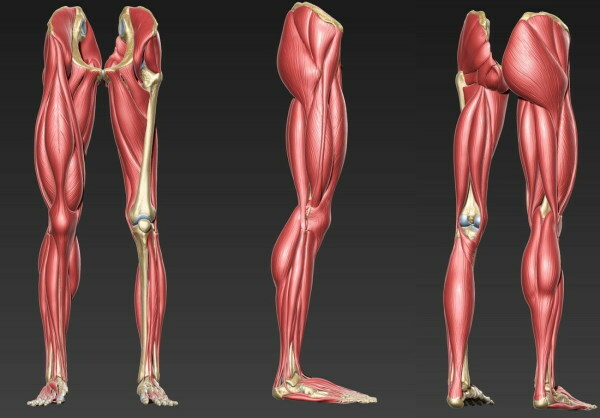 Menneskelige beinmuskler. Foto med beskrivelse, anatomi, diagram