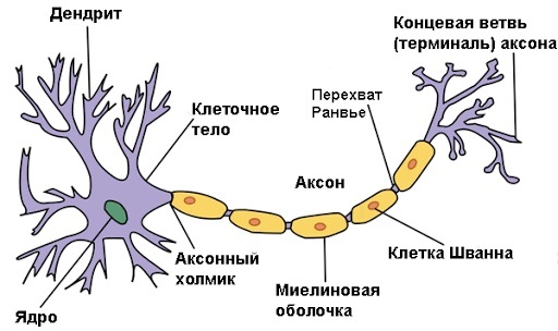 Human nerve endings. Scheme where they are, treatment