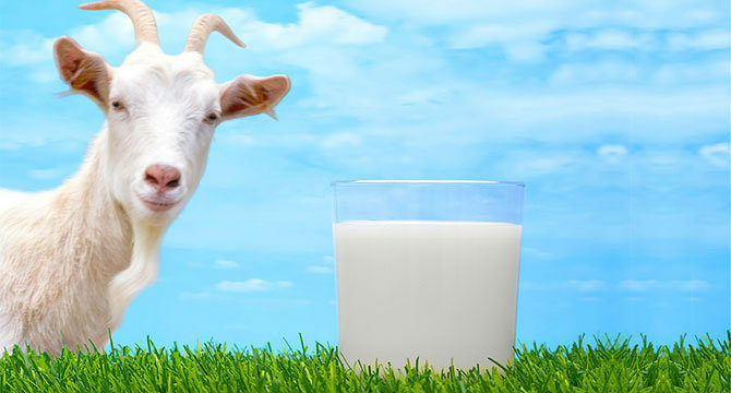 Goat's milk with pancreatitis