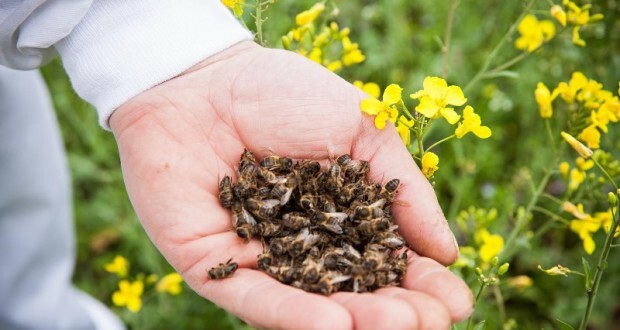 Tratamento do adenoma da próstata com a ajuda de abelhas