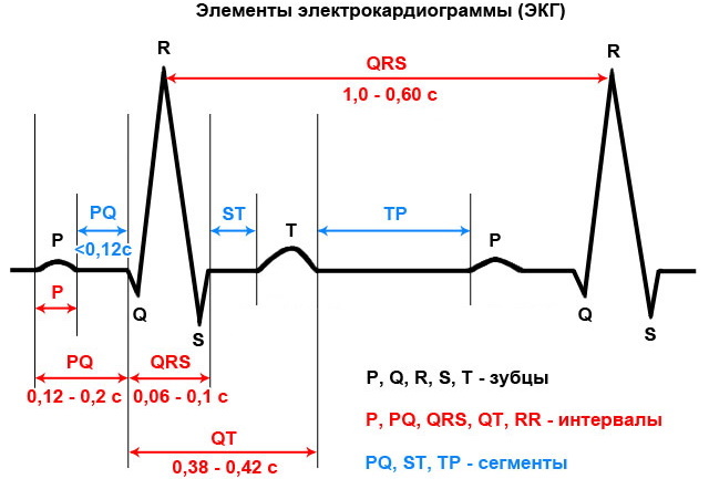 ECG complexo QRS: normal, taquicardia, refletindo qrs estreito e amplo