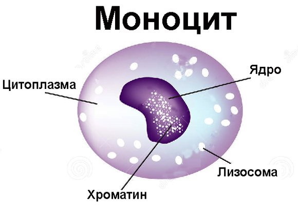 Monocitosis en sangre. Que es, causas, tratamiento en adultos.