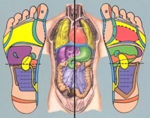 Pontos de correspondência nas pernas para os órgãos